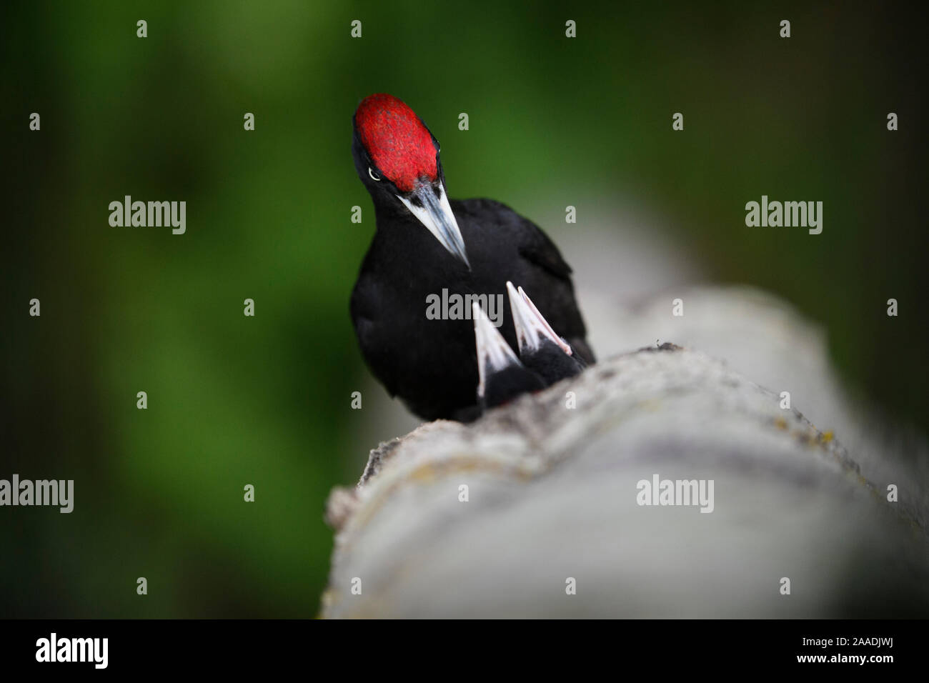 Schwarzspecht (Dryocopus martius) Fütterung der Küken im Nest im Baum gesehen von oben, Rapla County, Estland. Mai. Hoch gelobt in der GDT Europäischer Naturfotograf des Jahres 2017. Highly Commended im Portfolio Kategorie des Terre Sauvage Natur Bilder Awards 2017. Stockfoto