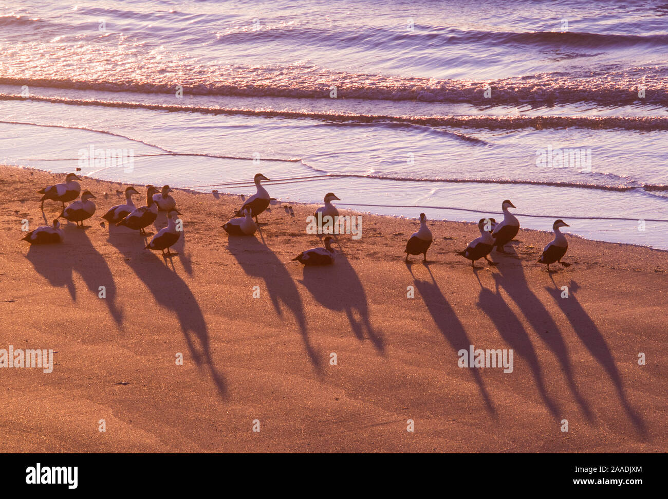 Gemeinsame Eiderente (Somateria Mollissima) Männer Enten am Strand bei Nacht, Patreksfjordur, Island, Juni. Gewinner des Portfolio Award des Terre Sauvage Natur Bilder Awards 2017. Stockfoto