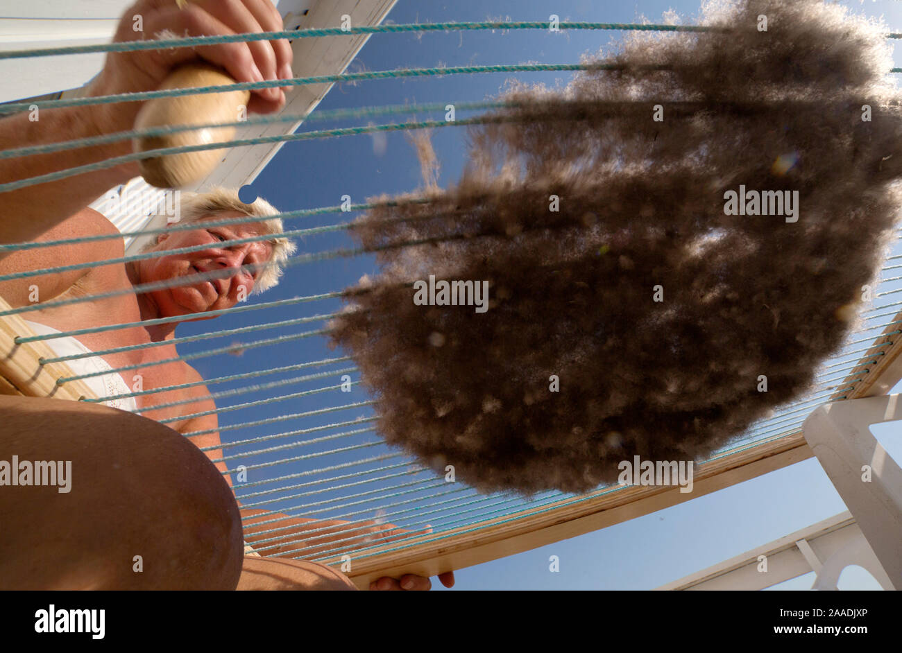 Frau Reinigung gemeinsame Eiderente (Somateria Mollissima) nach unten auf die Harfe, Lanan Insel, Vega UNESCO Weltkulturerbe, Norwegen, Juli. Hoch gelobt, in der Mensch und Natur Kategorie von Terre Sauvage Natur Bilder Awards 2017. Stockfoto