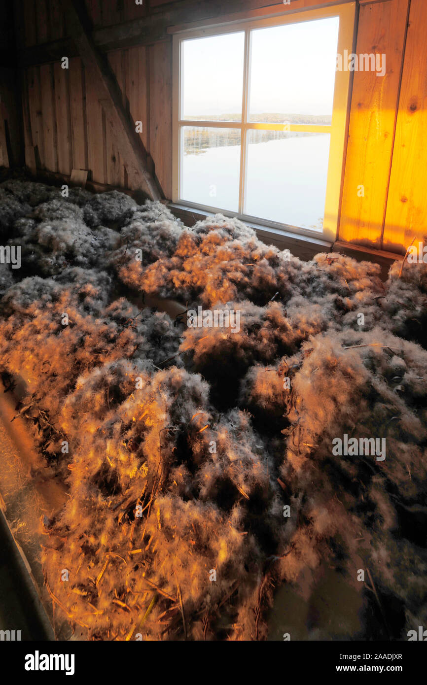 Storage Haus für Eider Ente unten vor der Reinigung, mit dem Midnight Sun. Lanan, Vega Inseln UNESCO-Weltkulturerbe, Nordnorwegen, in der Mensch und Natur Kategorie von Terre Sauvage Natur Bilder Awards 2017./lobte Stockfoto