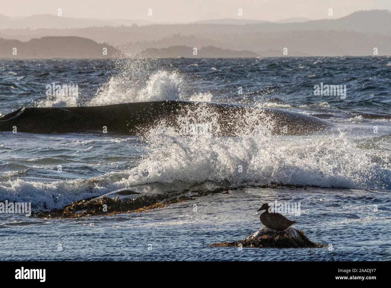 Gemeinsame eider Duck (Somateria Mollissima) Weibchen auf Rock mit Wellen ruht, Oslo Fjord. Südliches Norwegen, Juni. Gewinner des Portfolio Award des Terre Sauvage Natur Bilder Awards 2017. Stockfoto