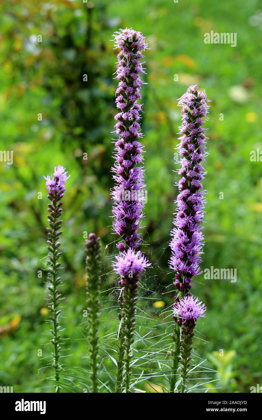 Dichten Blazing Star oder Liatris spicata oder Prairie gay Feder Stauden mehrjährig blühende Pflanzen mit hohen Spitzen der lila Blüten beginnt zu öffnen Stockfoto