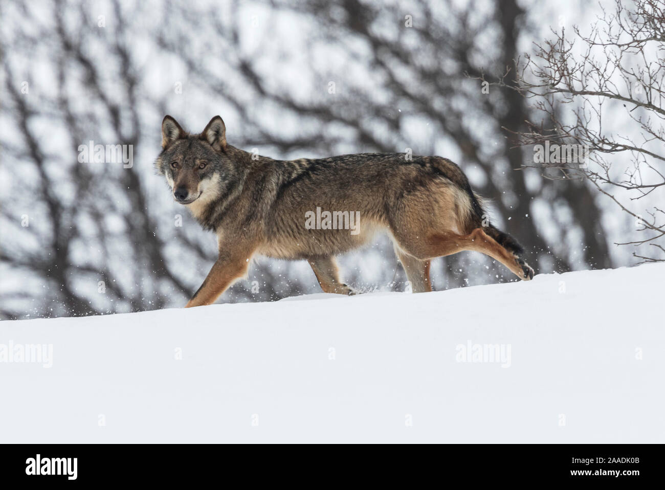 Wild apenninischen Wolf (Canis lupus italicus) in verschneiter Landschaft. Zentralen Apenninen, Abruzzen, Italien. Februar. Italienische endemische Unterarten. Stockfoto