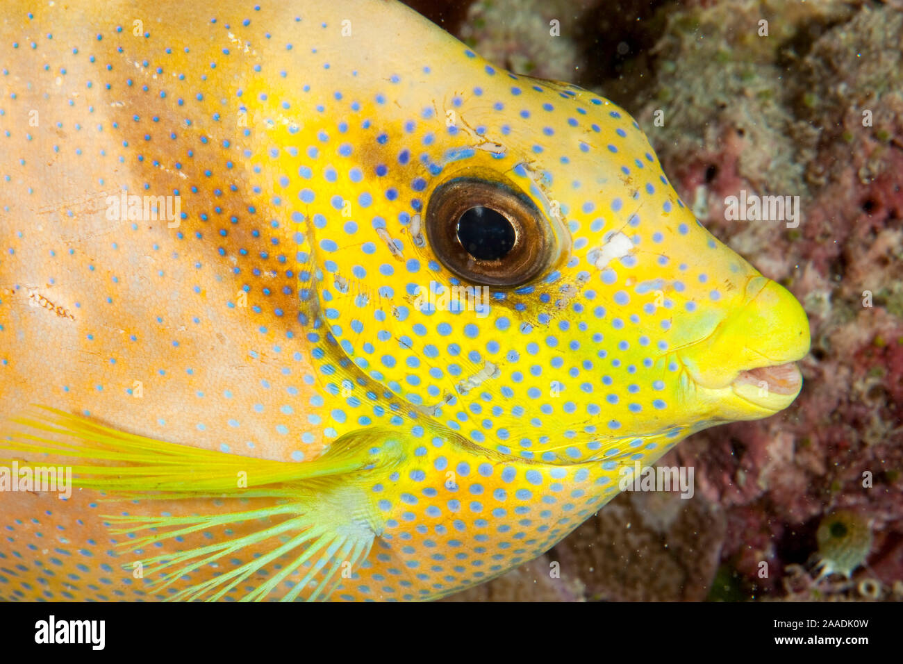 Coral Rabbitfish (Siganus corallinus) Porträt, Tubbataha Riff Naturpark, UNESCO-Weltkulturerbe, Sulu See, Cagayancillo, Palawan, Philippinen Stockfoto