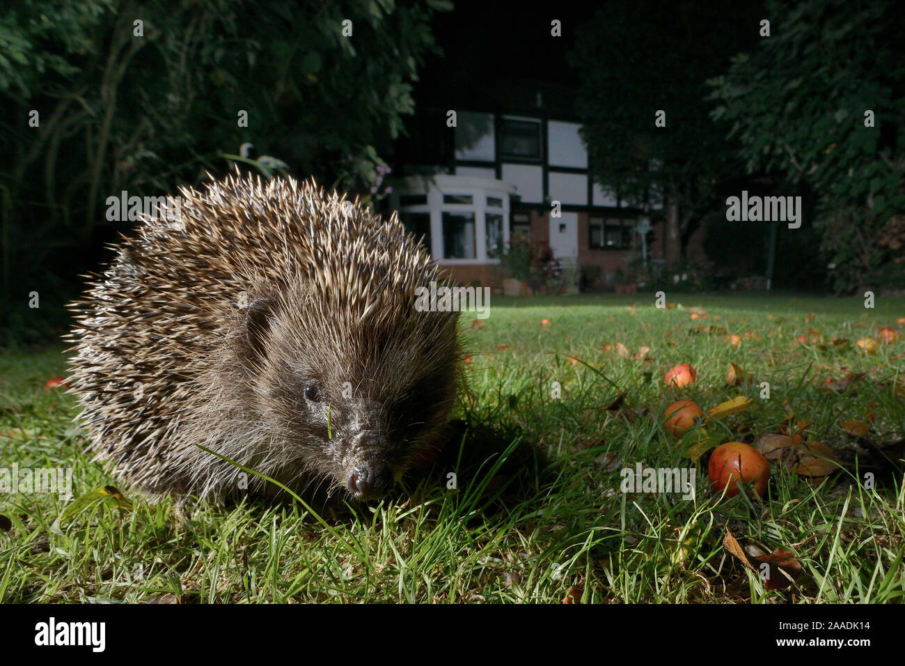 Igel (Erinaceus europaeus) Nahrungssuche auf einem Rasen in einem Vorort Garten bei Nacht, Chippenham, Wiltshire, UK, September. Mit einer entfernten Kamera genommen. Eigentum veröffentlicht. Stockfoto