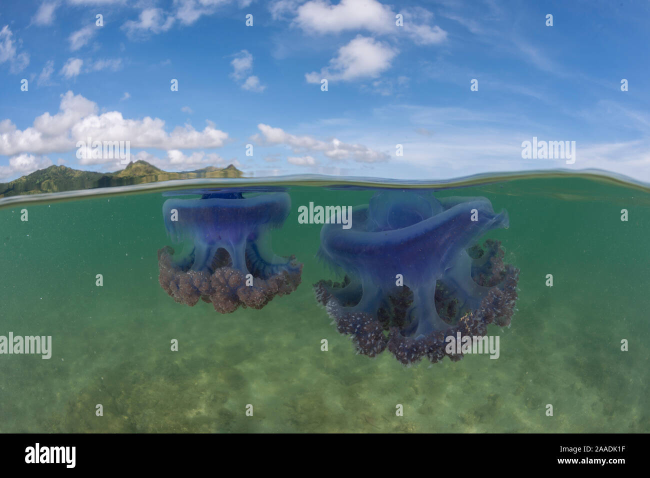 2 Ebenen von Lila Krone Quallen (Netrostoma setouchina) in flachen Gewässern, Nukubati Island Resort, Macuata Provinz, Fidschi, South Pacific Stockfoto
