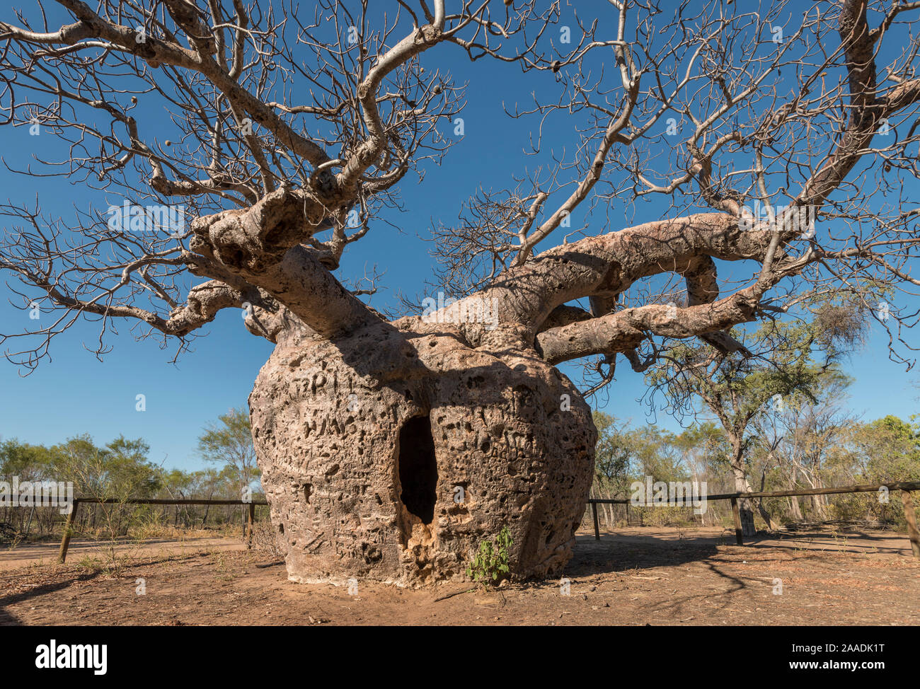 Die 'Gefängnis' Boab tree/australische Affenbrotbaum (Adansonia gregorii) mit dem Gefangenen zu sperren war, Wyndham. Kimberley, Western Australia. Juli 2016. Stockfoto
