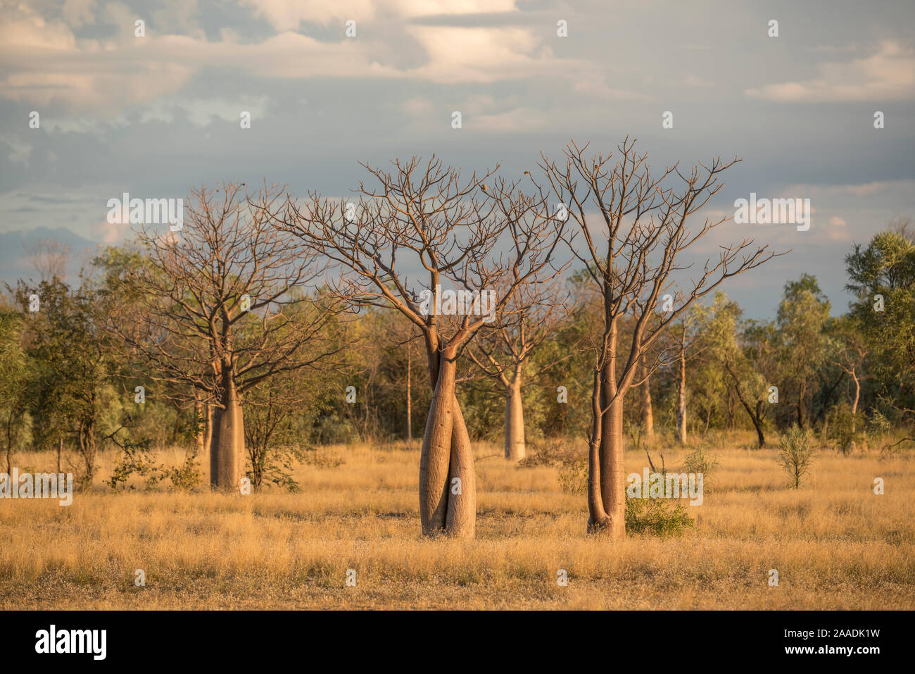 Boab tree/australische Affenbrotbaum (Adansonia gregorii) Kimberley, Western Australia, Australien Juli 2016. Stockfoto