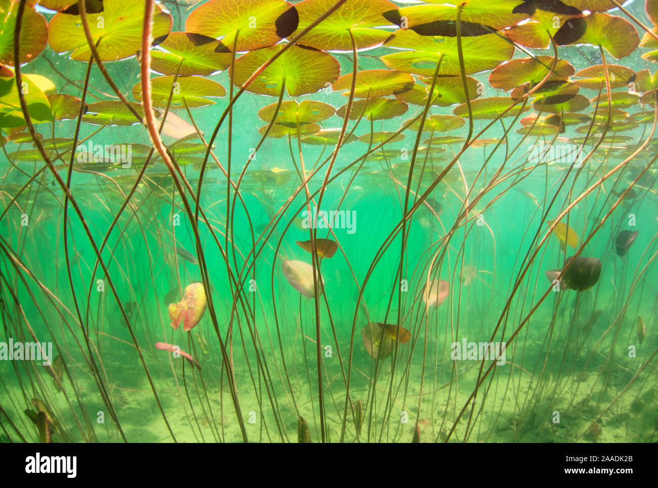 Seerosen (Nymphaea alba) unter Wasser in den See. Alpen, Ain, Frankreich Stockfoto