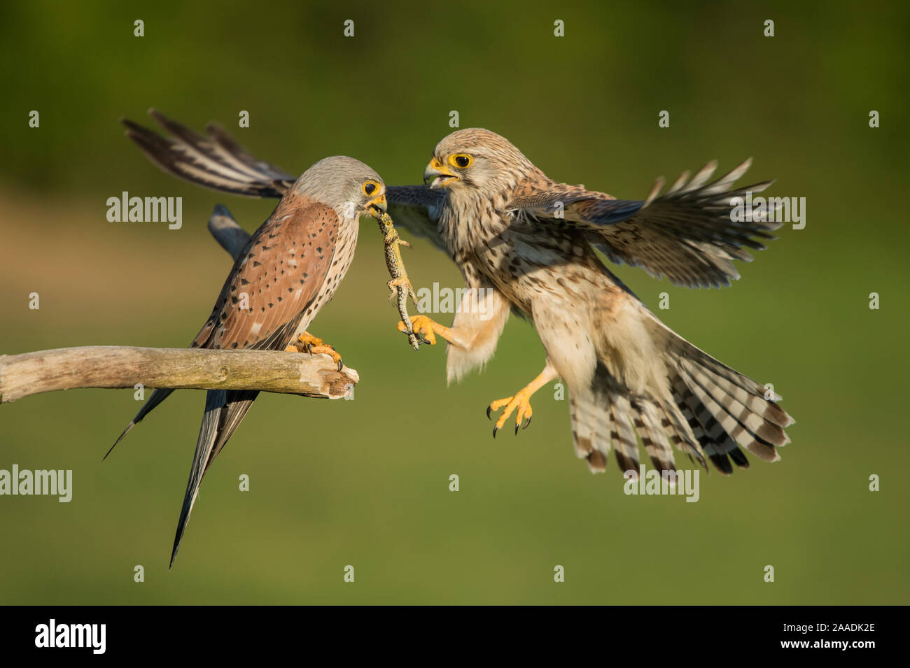 Weiblichen Turmfalken (Falco tunniculus) unter Eidechse beute Geschenk von männlichen, Mayenne, Frankreich Stockfoto