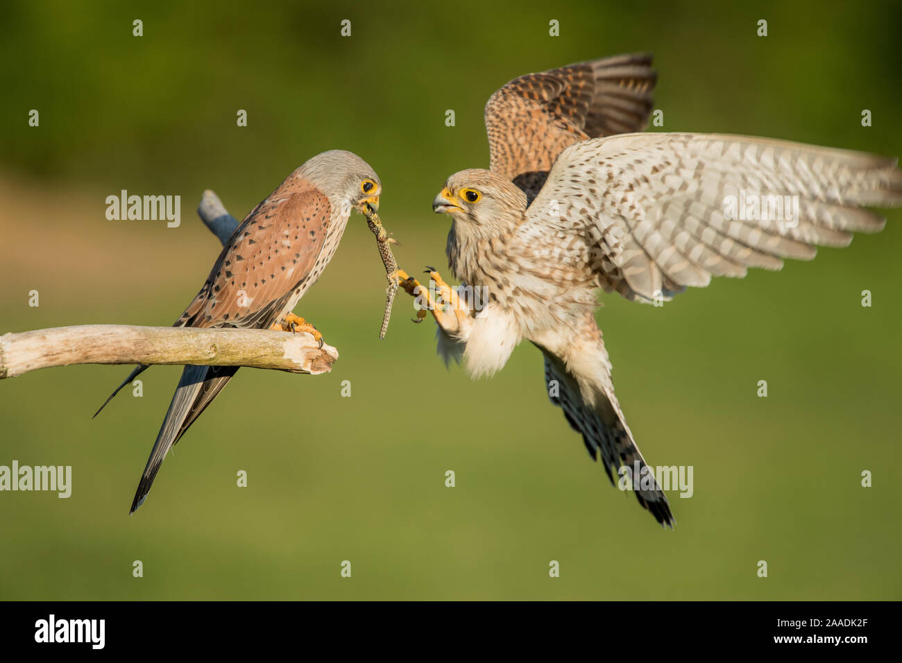 Weiblichen Turmfalken (Falco tunniculus) unter Eidechse beute Geschenk von männlichen, Mayenne, Frankreich Stockfoto