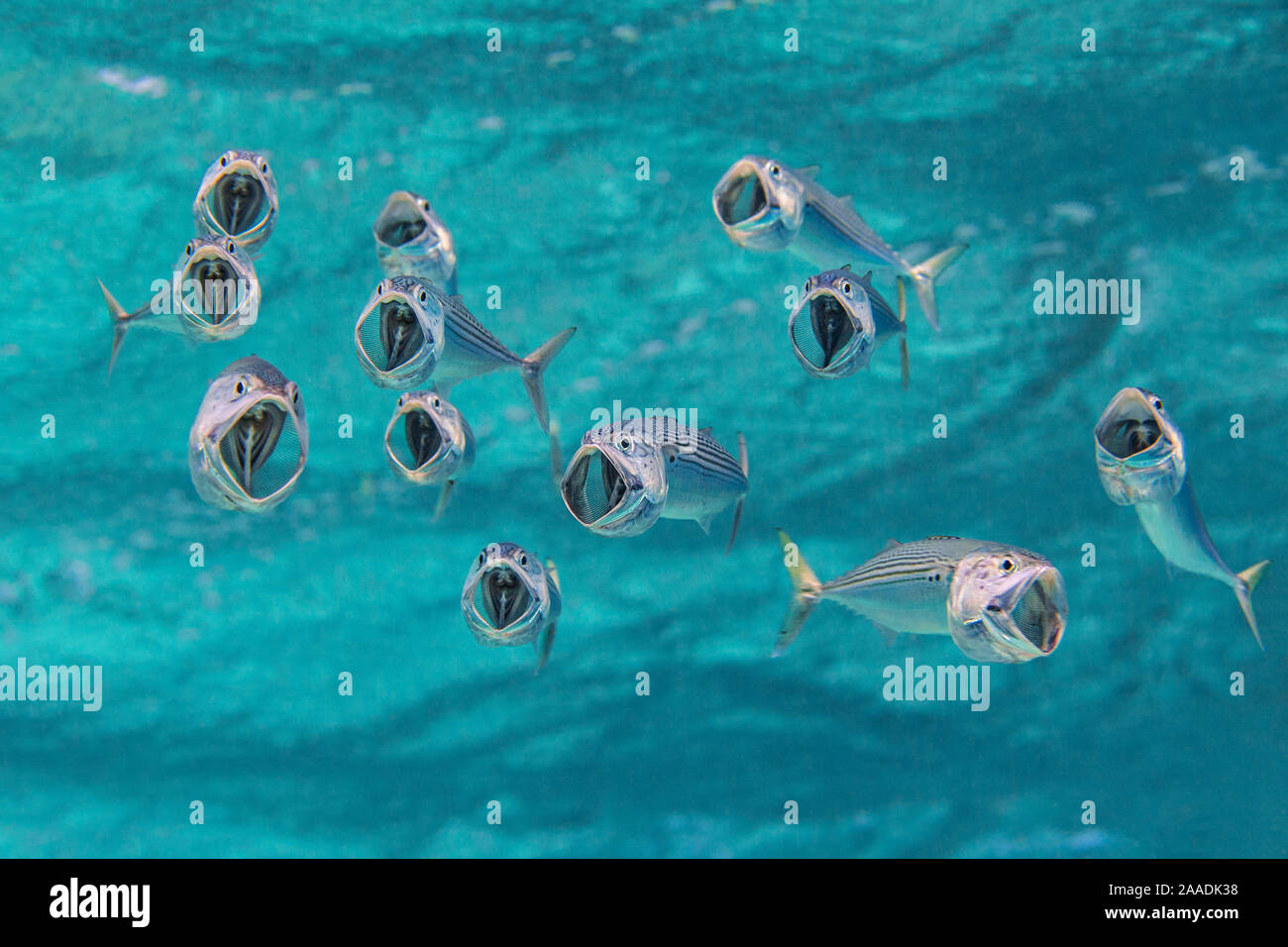 Gestreifte Makrele (Rastrelliger kanagurta) mit Mund offen, als sie durch das Wasser schwimmen, Filterung zoopankton mit ihren Gill rakers. Marsa Shouna, Port Ghalib, Marsa Alam, Ägypten. Rotes Meer Stockfoto