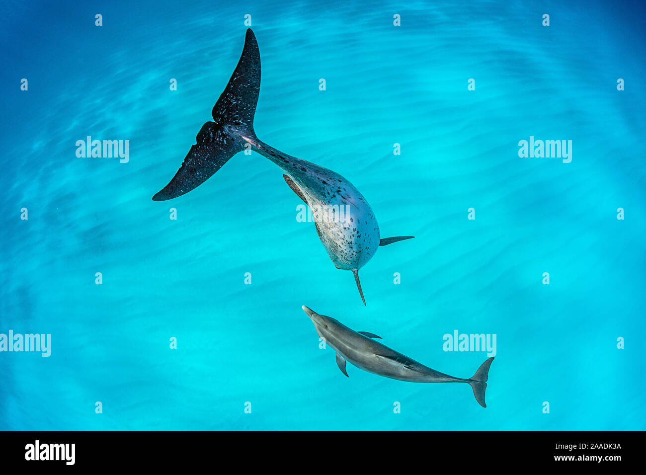 Atlantischer Fleckendelfin (Stenella frontalis) Mutter und Jungtiere schwimmen über einen flachen, sandigen Meeresgrund. Die Erwachsenen sind gesichtet und die younsters sind schlicht gefärbt. Großartig Bahama Bank, Bimini, Bahamas. West Atlantik. Stockfoto