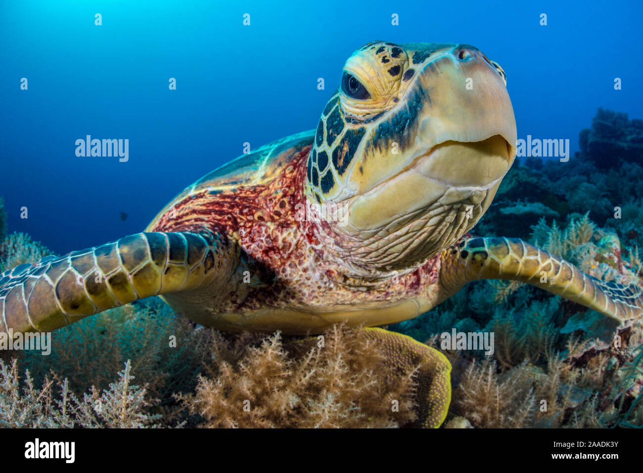 Suppenschildkröte (Chelonia mydas) Frau auf einem Korallenriff. Rock Islands, Palau, Mikronesien. Tropische West Pazifik. Stockfoto