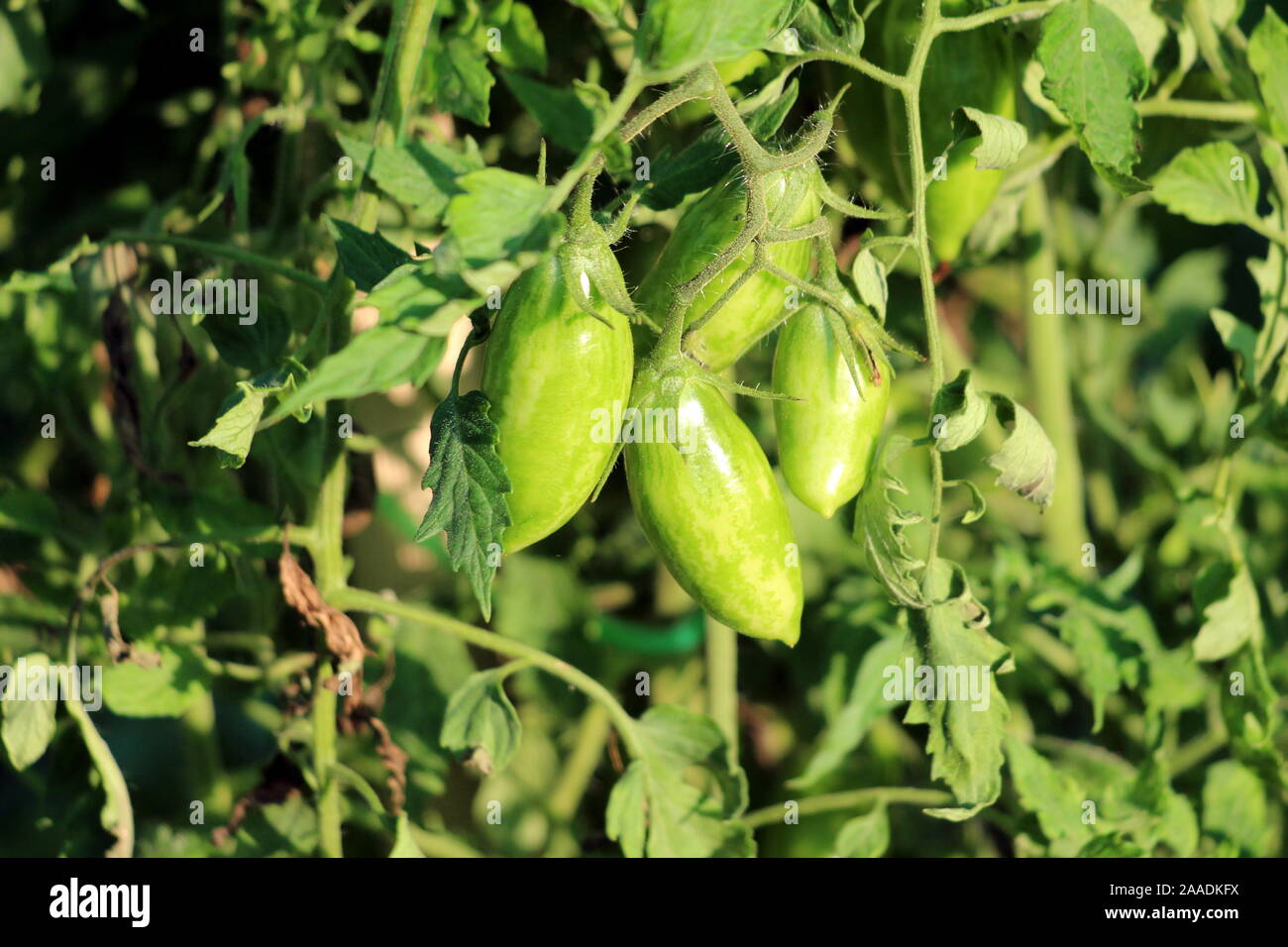 Frischen Hellgrün mit Streifen Bio Tomaten in lokalen Home Garten umgeben  mit dichten Blättern und anderen Pflanzen auf warmen sonnigen gepflanzt  Längliche Stockfotografie - Alamy