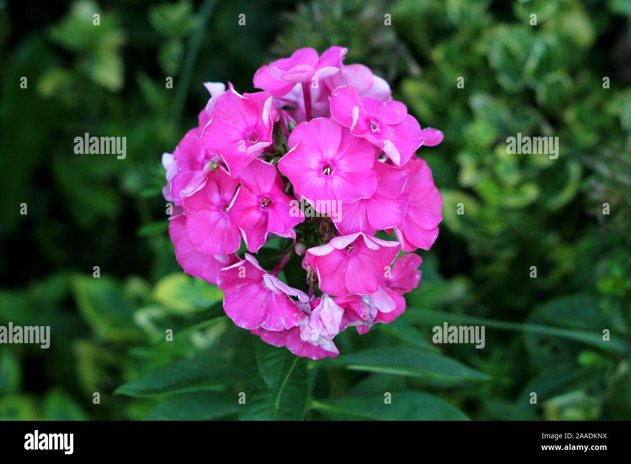 Garten Phlox oder Phlox paniculata oder Fallen phlox oder mehrjährige