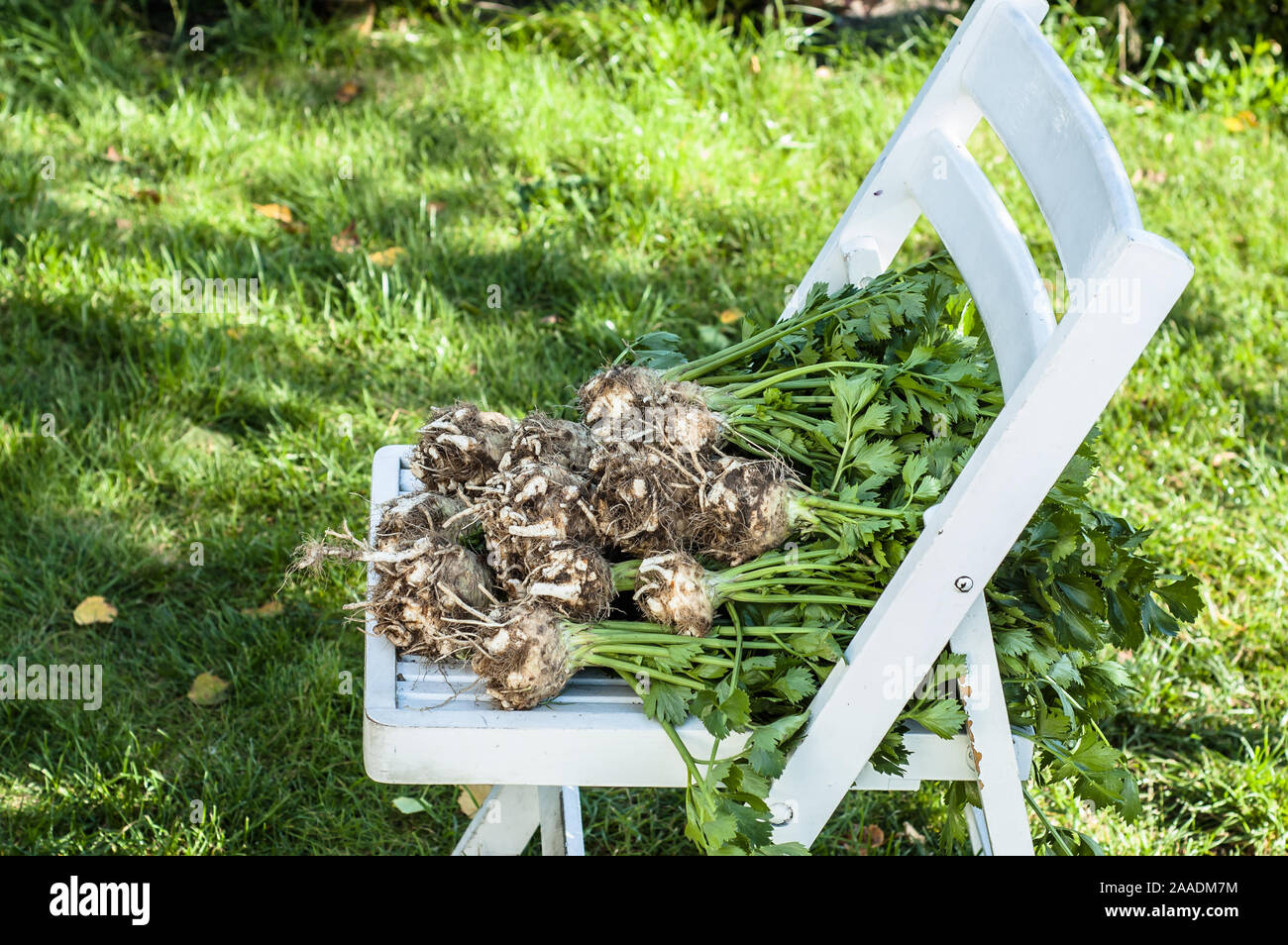 Frischen Lauch, organisches Gemüse - frisch geerntete Erzeugnisse in den Garten, lokale Landwirtschaft Konzept Stockfoto