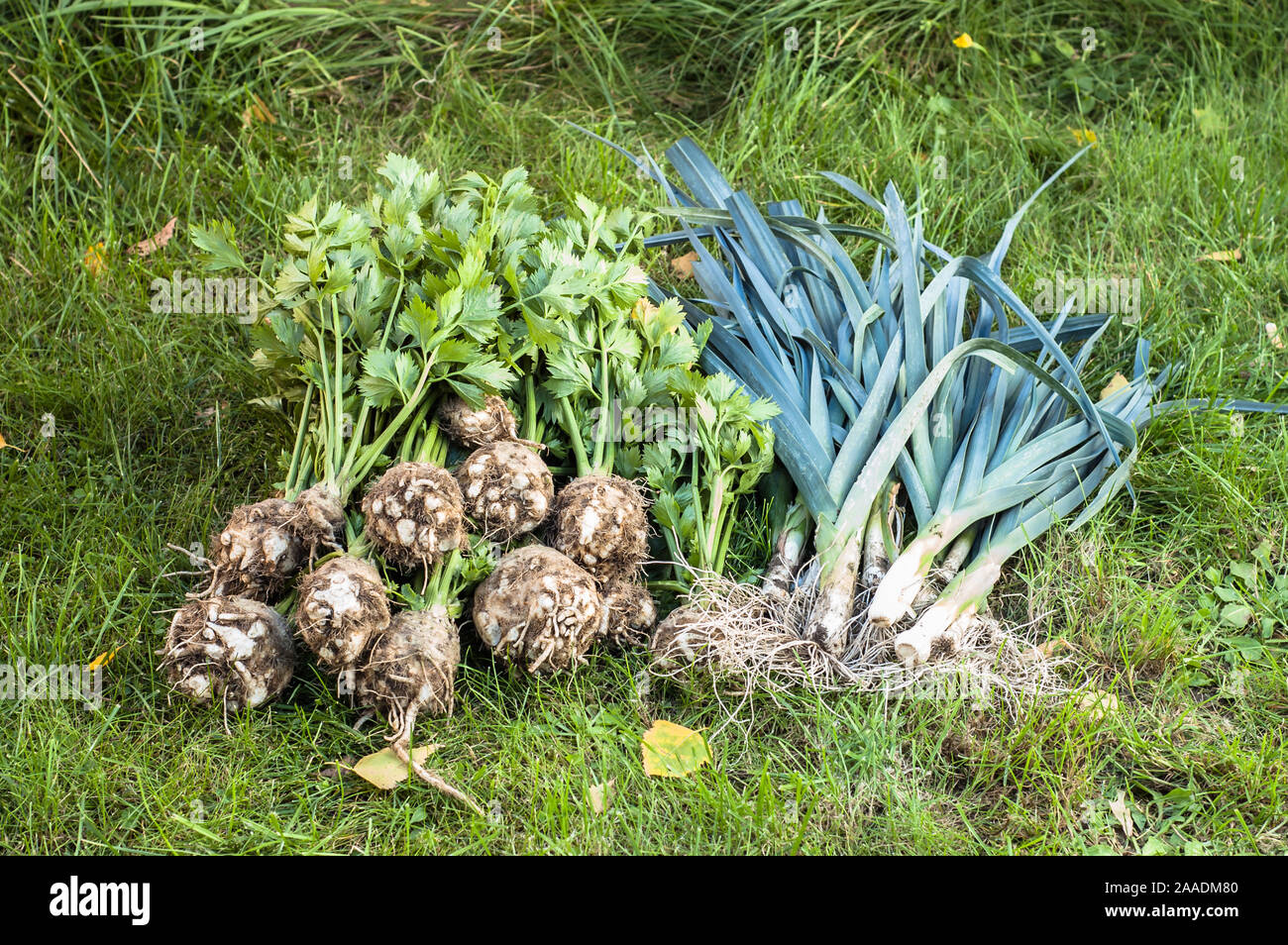 Verschiedene Gemüse, ökologischer Landbau Konzept Stockfoto