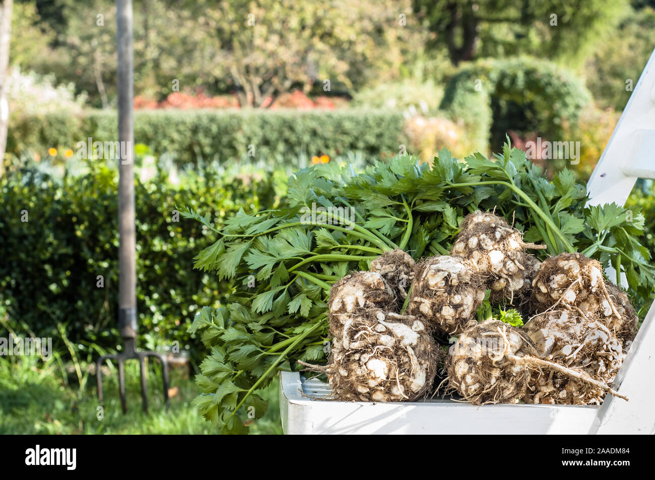 Bio Gemüse - frische Ernte im Garten, lokale Landwirtschaft Konzept Stockfoto