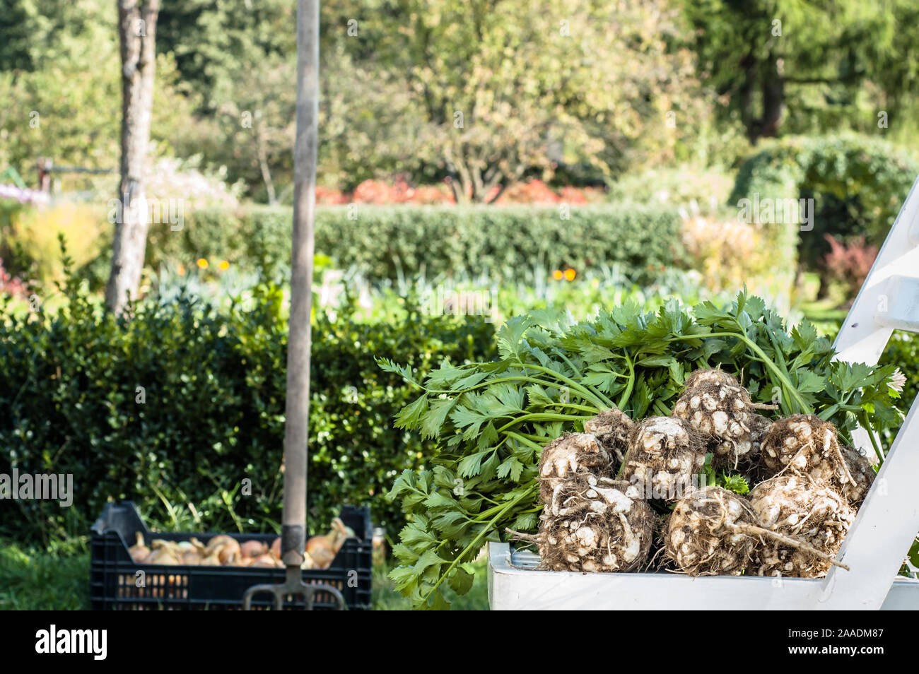Bio Gemüse - frische Ernte im Garten, lokale Landwirtschaft Konzept Stockfoto