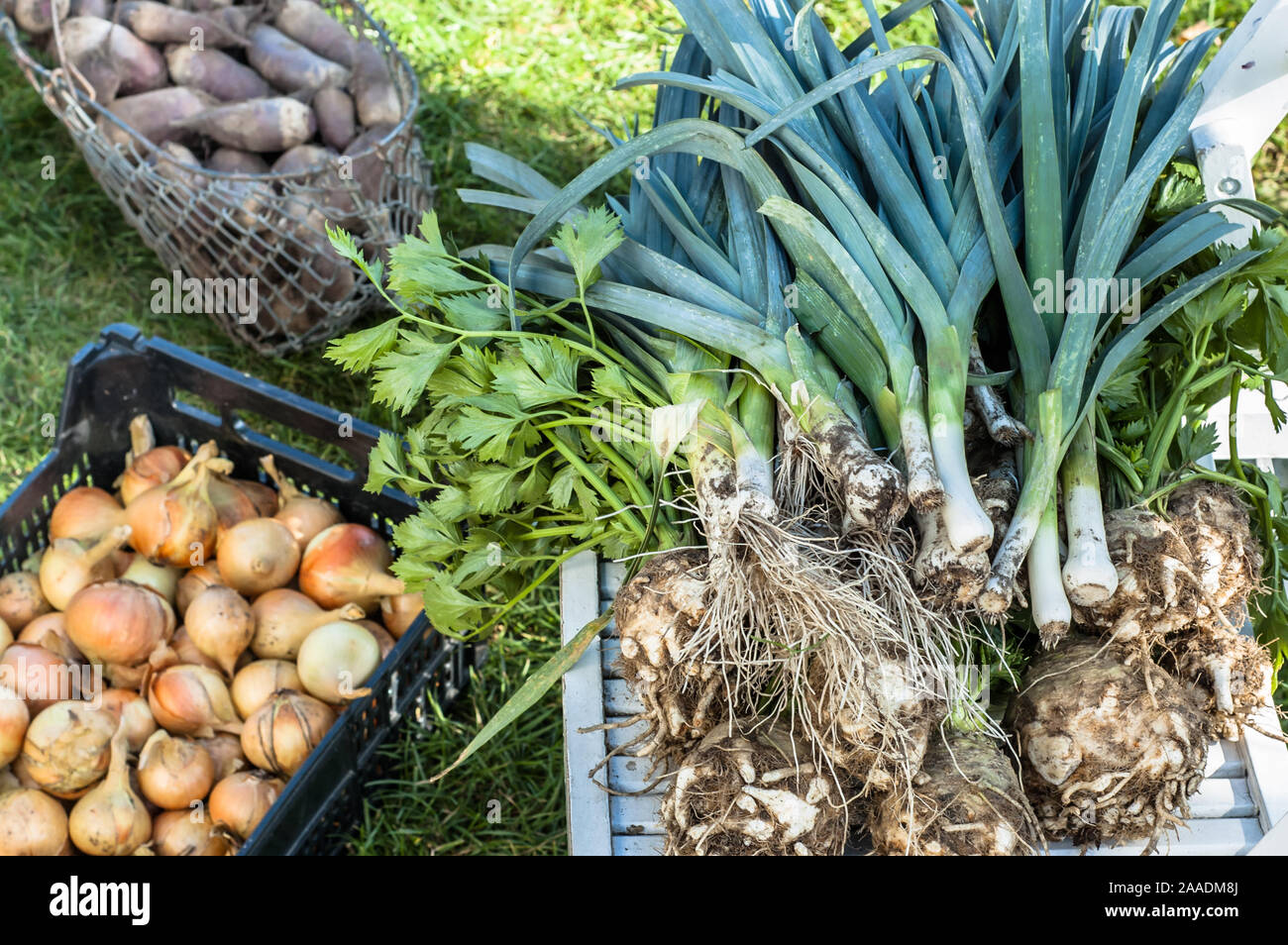 Verschiedene Gemüse, ökologischer Landbau Konzept Stockfoto