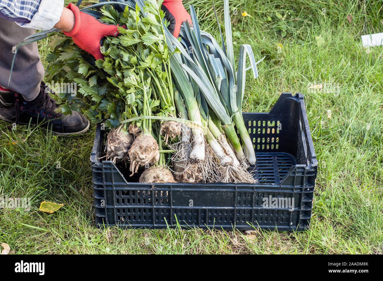 Bio Gemüse ernten, Landwirt Kommissionierung Produkte in Bio Garten Stockfoto