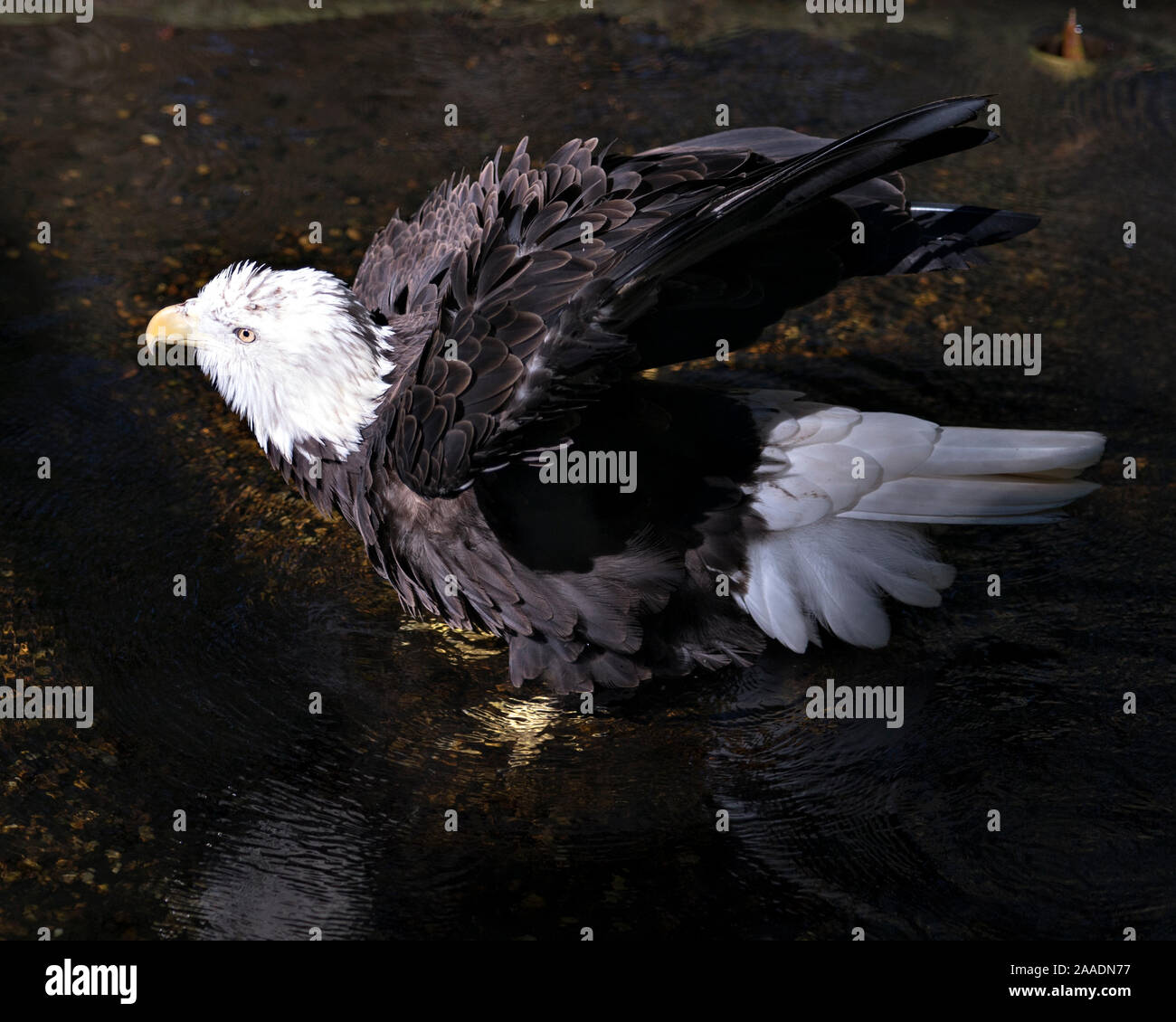 Weißkopfseeadler Vogel im Wasser schwimmen, Aalen in der Sonne und ihre Körper, Kopf, Augen, Schnabel, Krallen, Gefieder mit einem Hintergrund Stockfoto