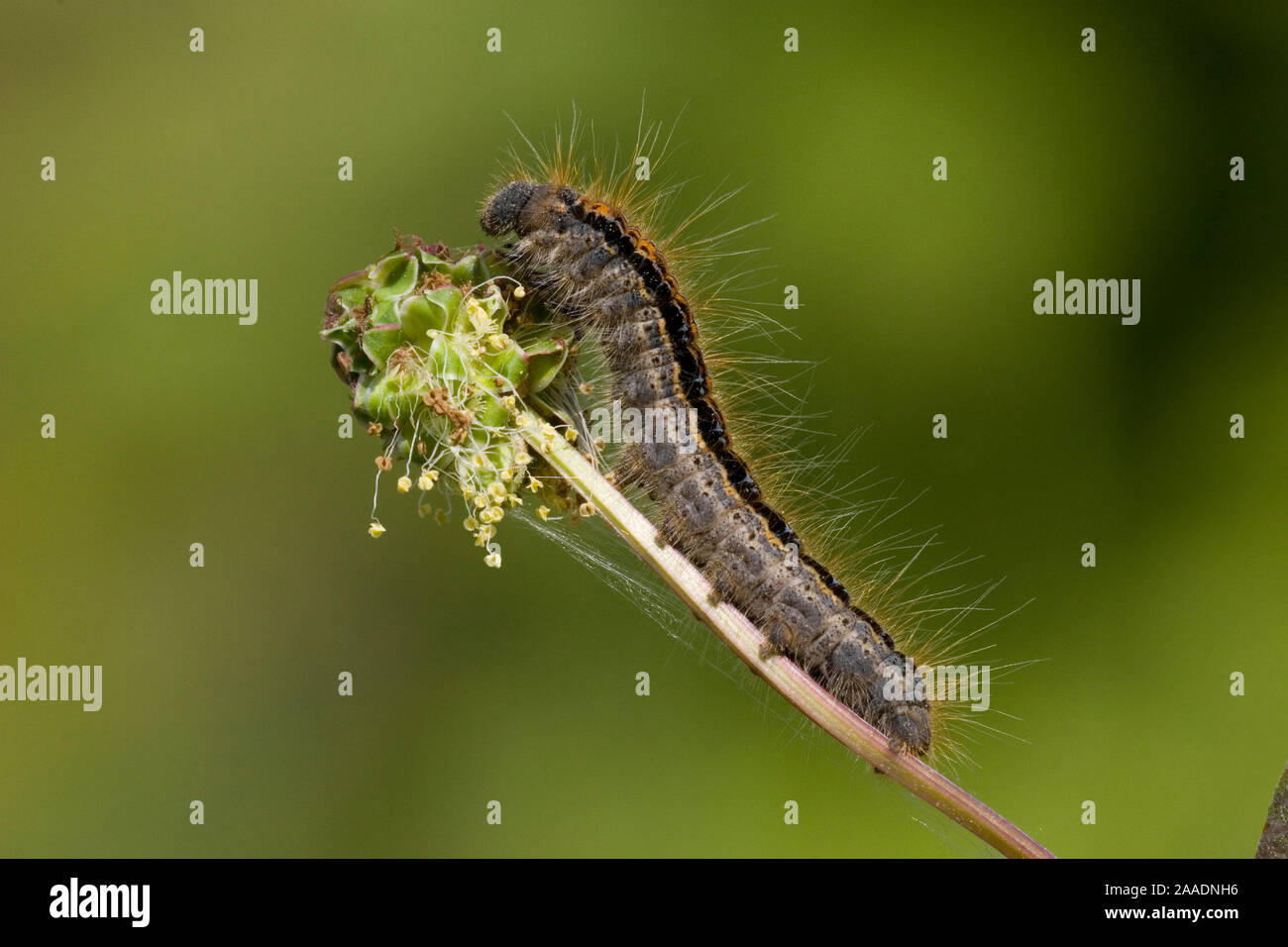 Wolfsmilch-Ringelspinner Malacosoma castrensis,, Stockfoto