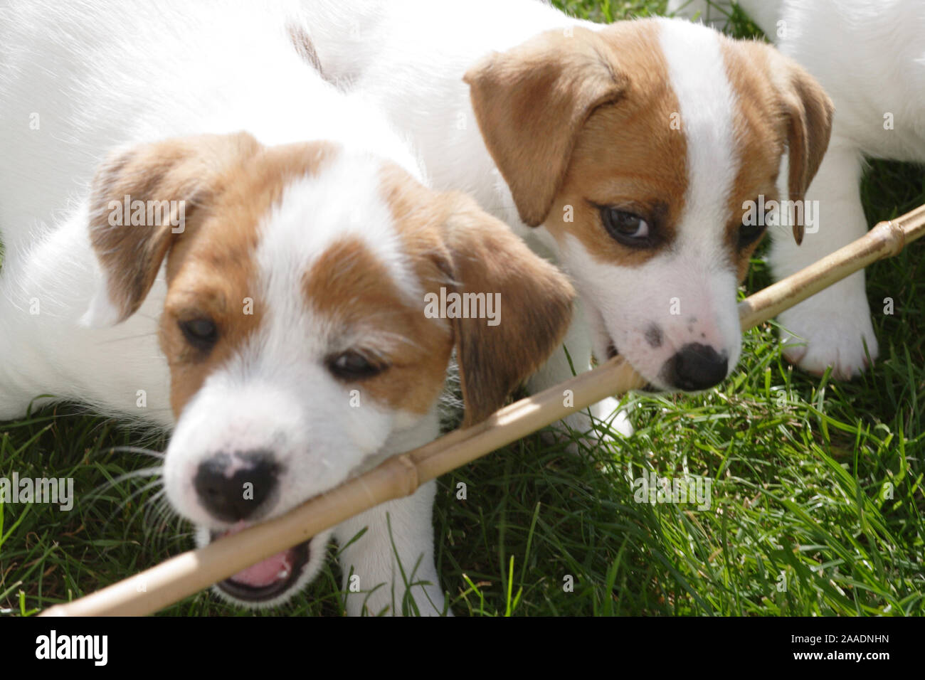 Junge Jack-Russell-Terrier spielen Stockfoto