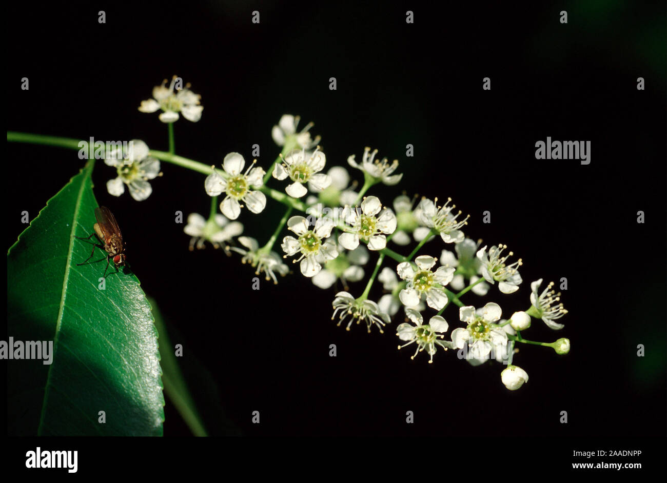 Späte Traubenkirsche, Prunus serotina; Stockfoto