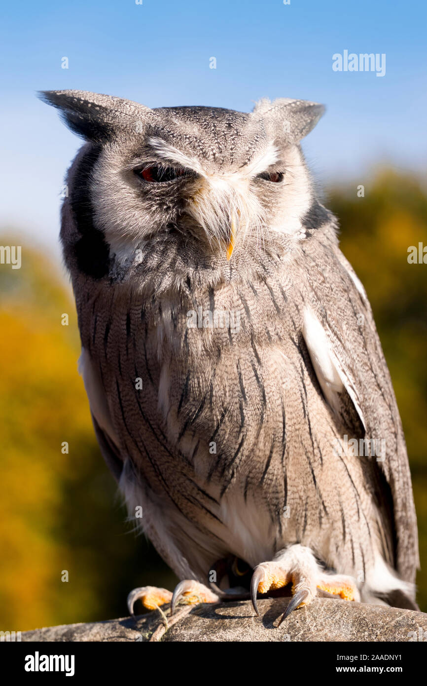 Afrikanische Weißgesichtseule, Ptilopsis Granti, Stockfoto