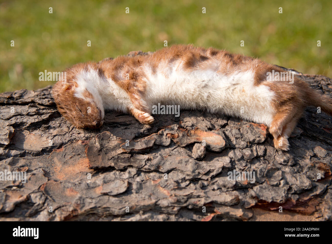 Totes Mauswiesel, Mustela nivalis, Überfamilie Hundeartige (Canoidea), Marderverwandte (Musteloidea) Familie Marder (Mustelidae) Unterfamilie Mustel Stockfoto