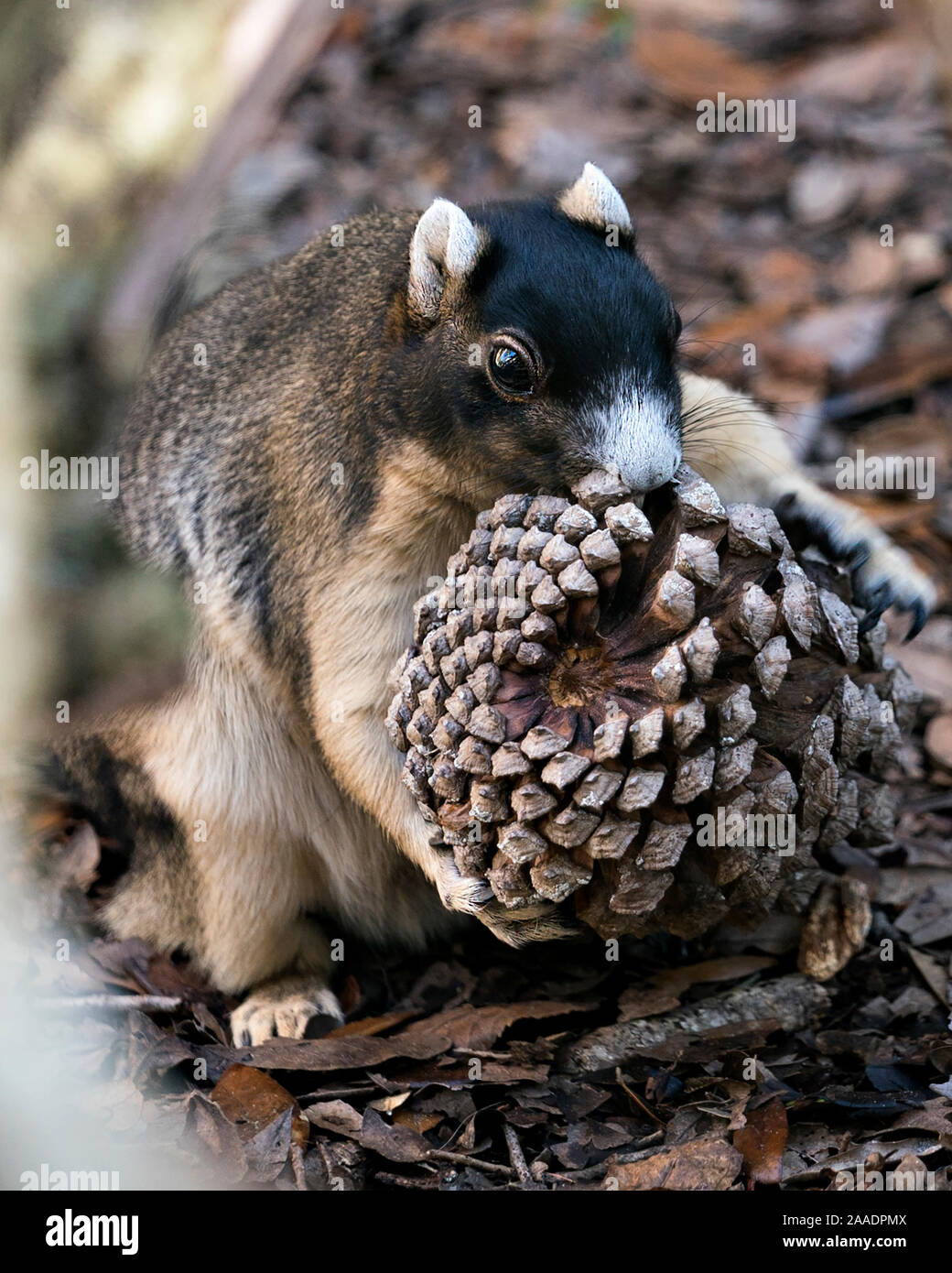 Sherman's Fuchs Eichhörnchen essen Pine Cone für Weihnachten in seiner Umgebung und Umwelt mit ein schönes Bokeh Hintergrund, während sein Körper auszusetzen, Stockfoto