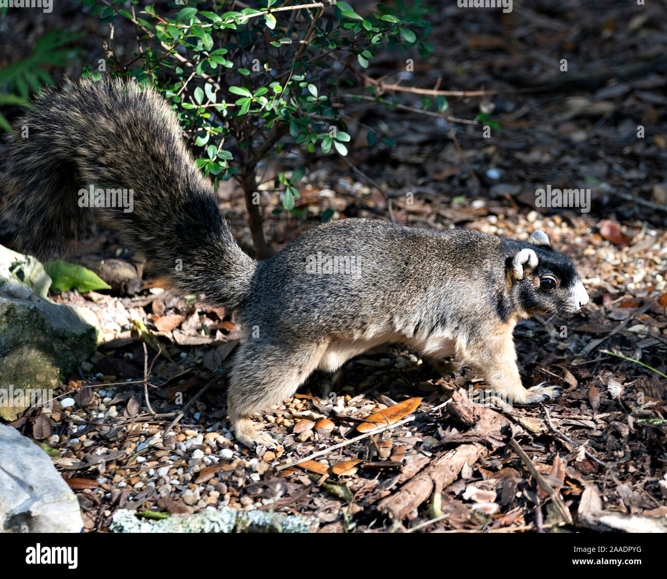 Sherman's Fox Squirrel Nahrungssuche in seiner Umgebung und Umwelt mit Laub Hintergrund, während sein Körper, Kopf, Augen, Ohren, Nase, Pfoten, ta Stockfoto