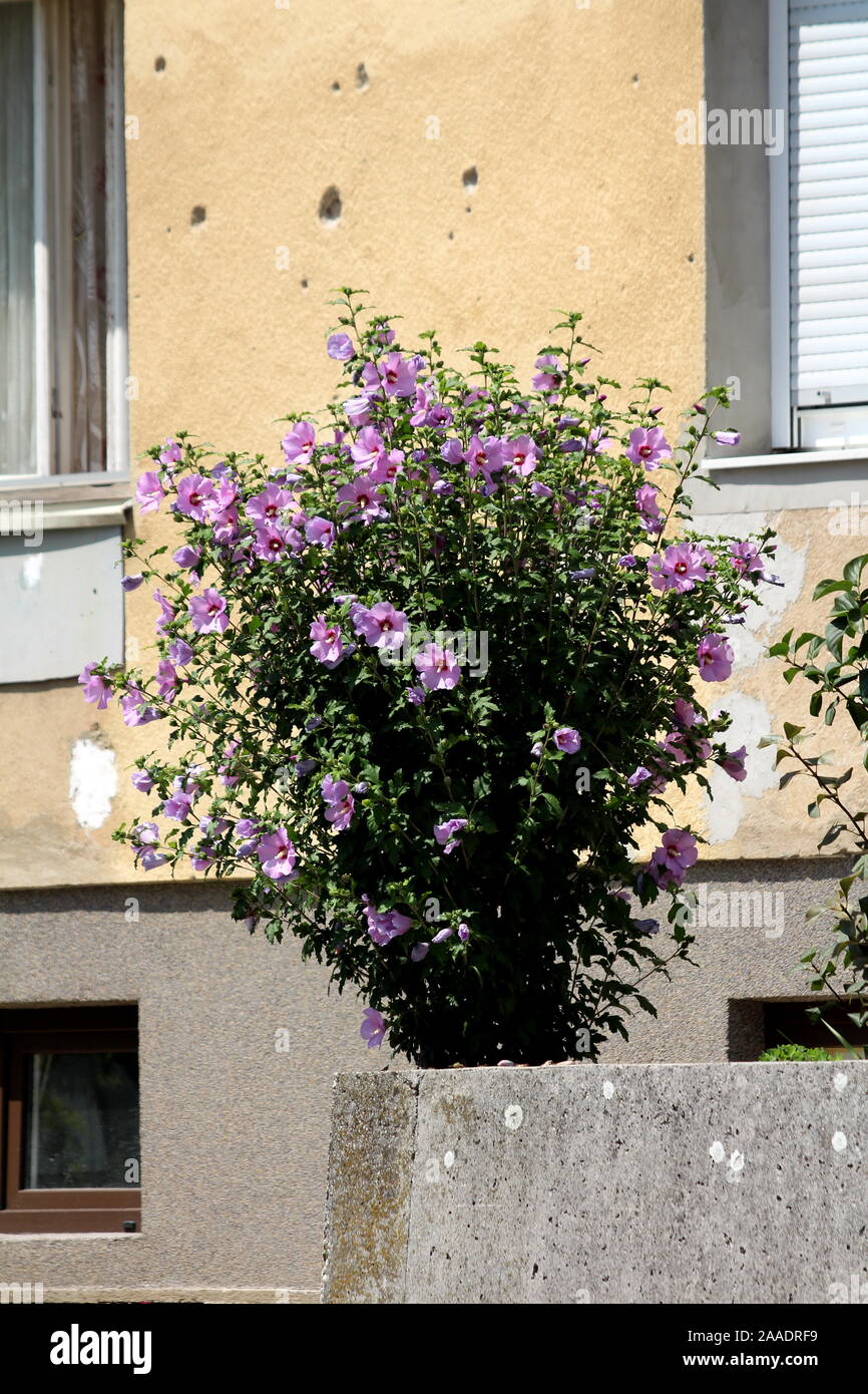 Kleiner gelber hibiskus Fotos und Bildmaterial in hoher Auflösung Alamy