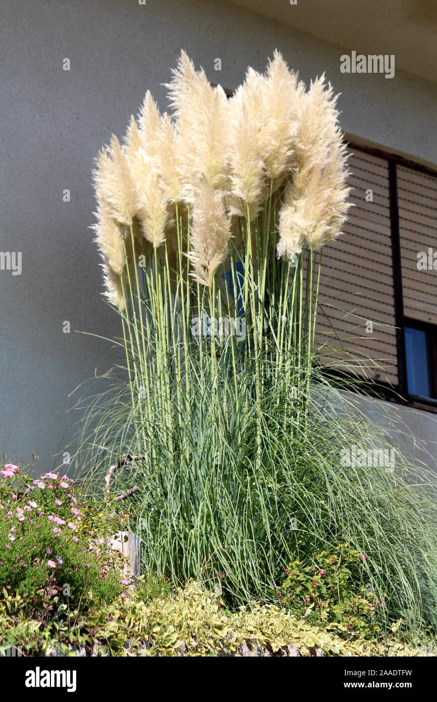 Hohe schmale Pampas Gras oder Cortaderia selloana mehrjährig blühende