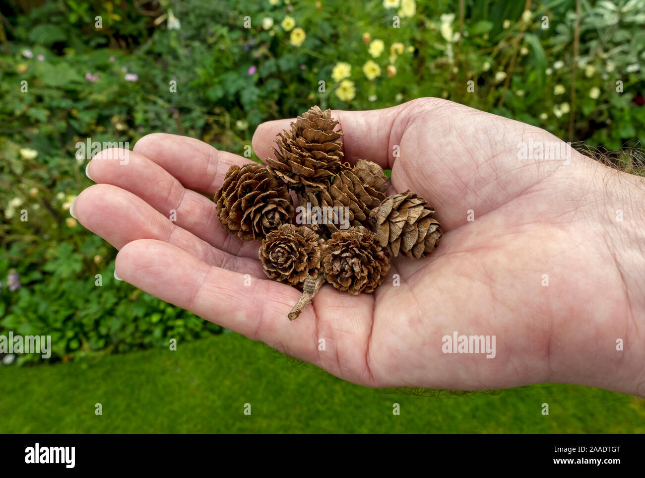 Nahaufnahme einer Person Mann hält Lärchenkonus Samen Kegel im Herbst England UK Vereinigtes Königreich GB Großbritannien Stockfoto