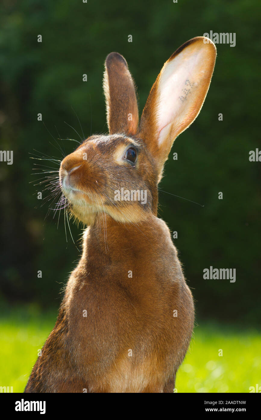 Hasenkaninchen Rotbraun Fotos Und Bildmaterial In Hoher Aufl sung Alamy hasenkaninchen-rotbraun-fotos-und-bildmaterial-in-hoher-aufl-sung-alamy