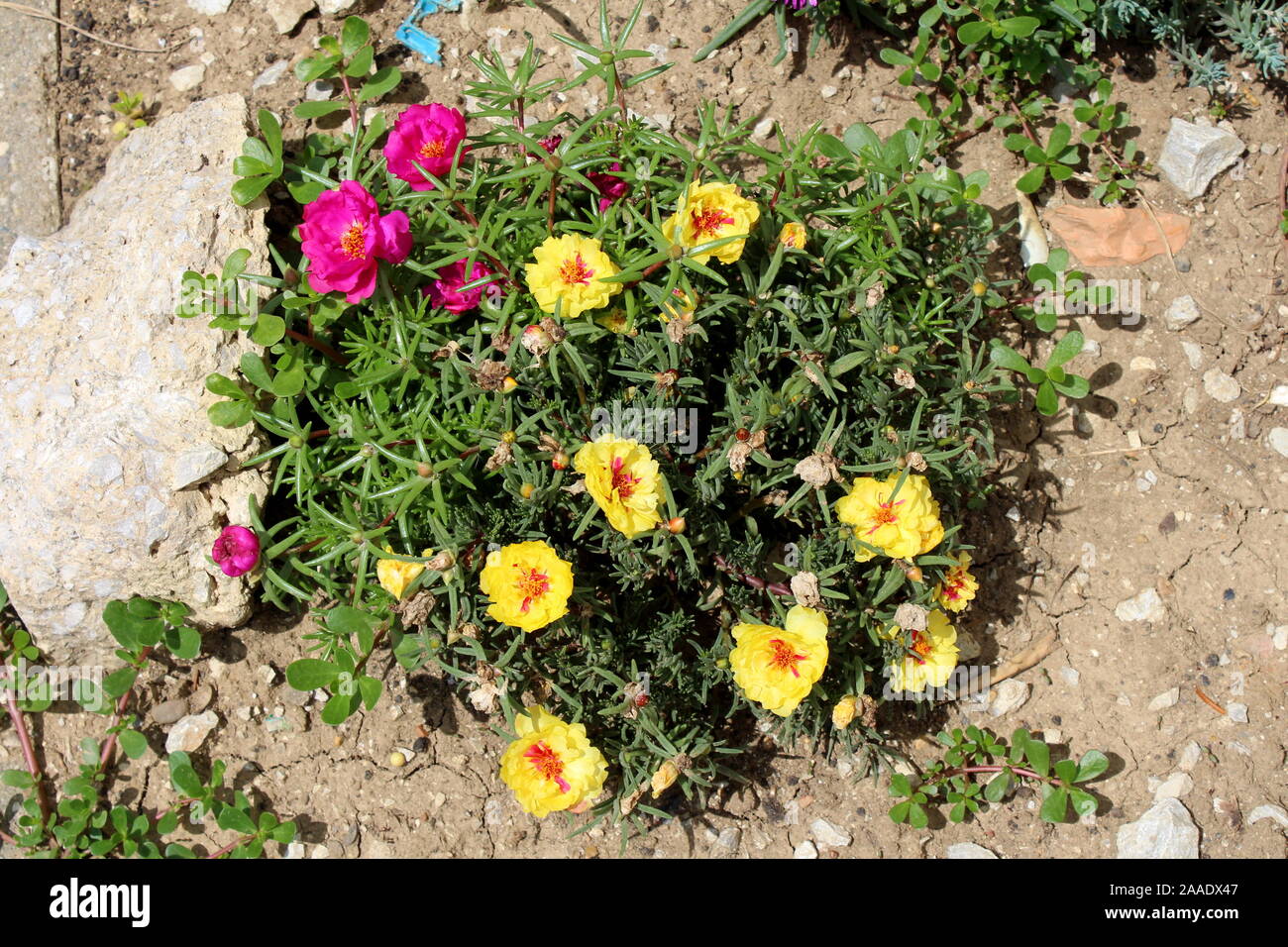 Blick von oben auf die Moss Rose oder Portulaca grandiflora oder Rose Moos oder 10 oclock oder mexikanischen Rose oder Vietnam Rose oder Sun Rose oder Rock Rose oder Moss rose Stockfoto