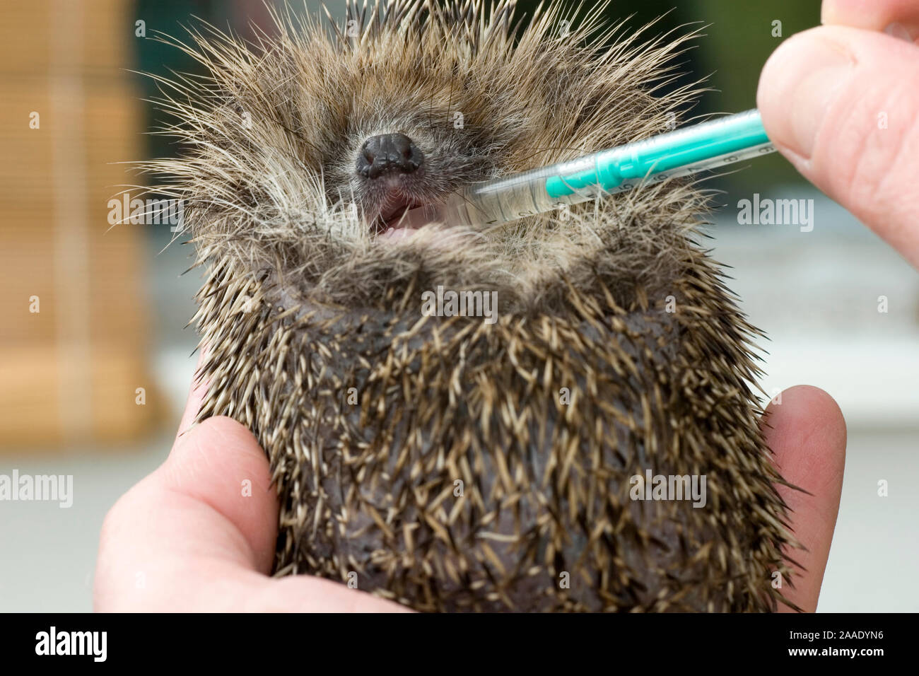 Europäischer Igel wird gefüttert Stockfoto