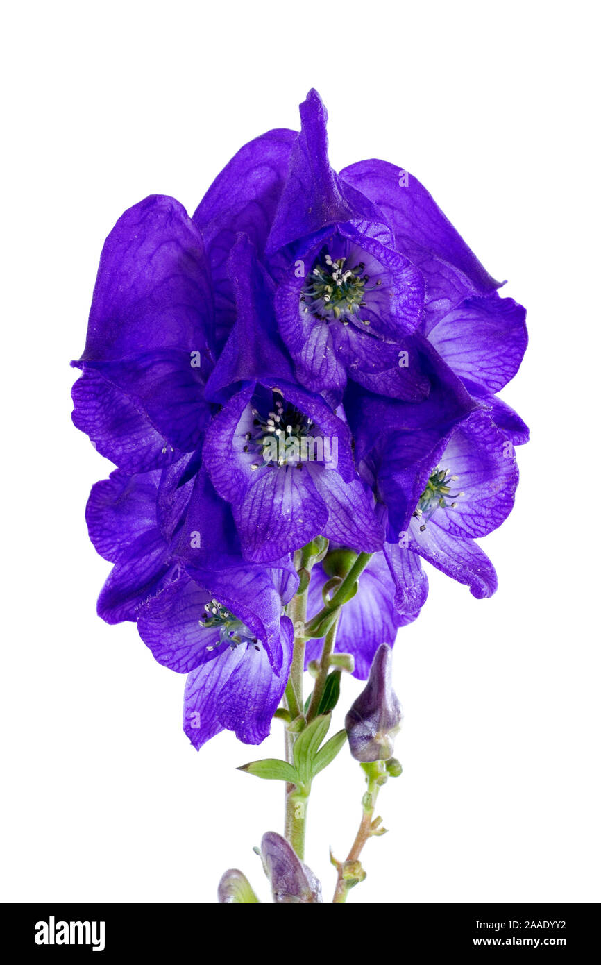 , Herbsteisenhut Aconitum carmichaelii, Ordnung: hahnenfußartige (Ranunculales), Familie: Hahnenfußgewächse (Ranunculaceae) Stockfoto