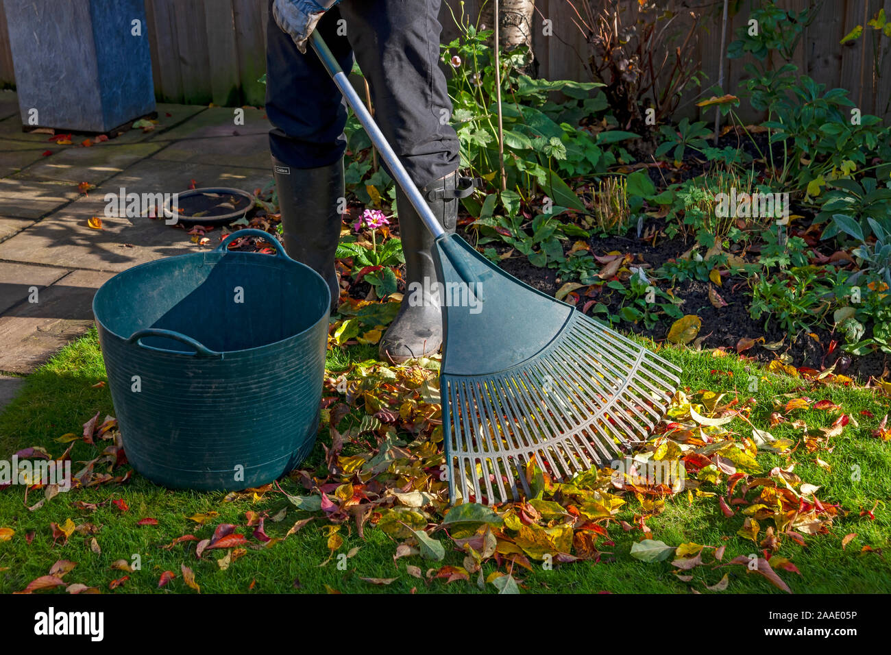 Nahaufnahme eines Gärtners, der im Herbst in England, Großbritannien, faulendes Laub von einem Rasen in einen Garten harkt und sammelt Stockfoto