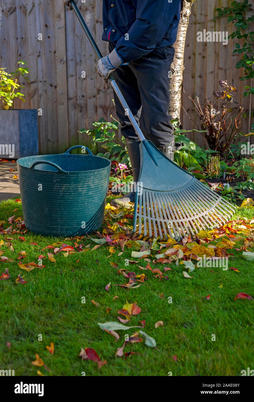 Nahaufnahme des menschlichen Gärtners, der im Herbst auf einem Rasen im Garten heruntergefallene Blätter rakst und sammelt England Vereinigtes Königreich GB Großbritannien Stockfoto