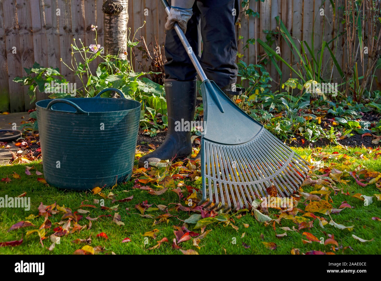 Nahaufnahme eines Menschen, der im Herbst im Garten von einem Rasen im Garten heruntergefällte Blätter abrakend und einsammelt England Vereinigtes Königreich GB Großbritannien Stockfoto