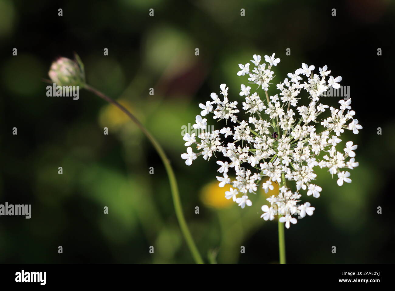 Möhre oder Daucus carota oder Vögel Nest oder Bischöfe Spitze oder Königin Annes zweijährige krautige Pflanze mit offenen Blüte weiße Blume Kopf Stockfoto