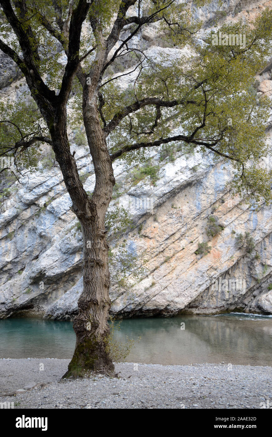Schwarzer Pappelbaum, Populus nigra und Felsschichten auf den Klippen der Verdon-Schlucht und des Verdon-Flusses Alpes-de-Haute-Provence Provence Frankreich Stockfoto