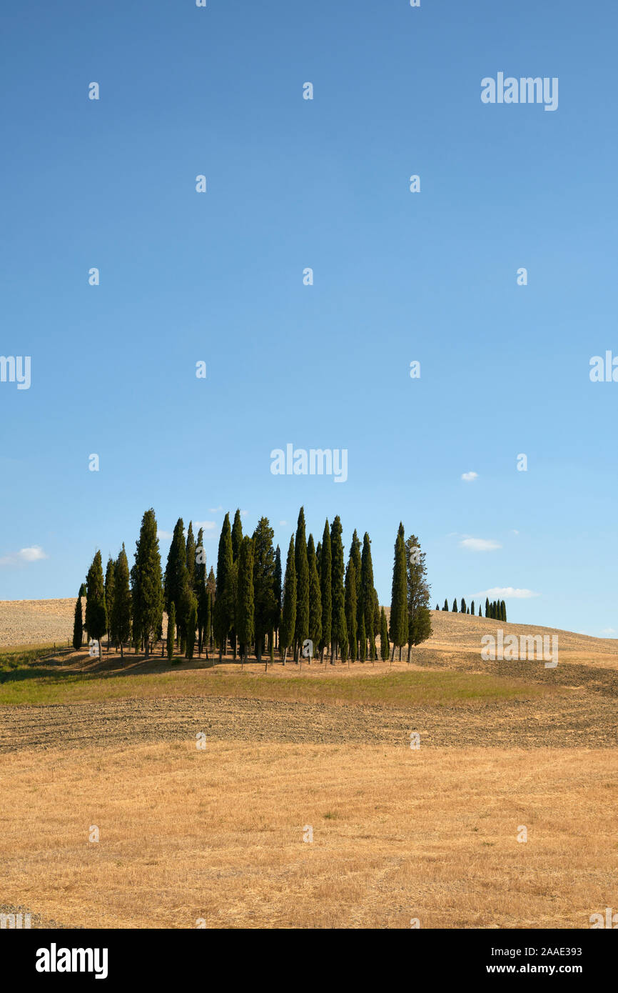Cipressi di San Quirico d'Orcia/die Zypressen von San Quirico d'Orcia Tal - Sommer Landwirtschaft Landschaft der Toskana Italien - Toskana Stockfoto