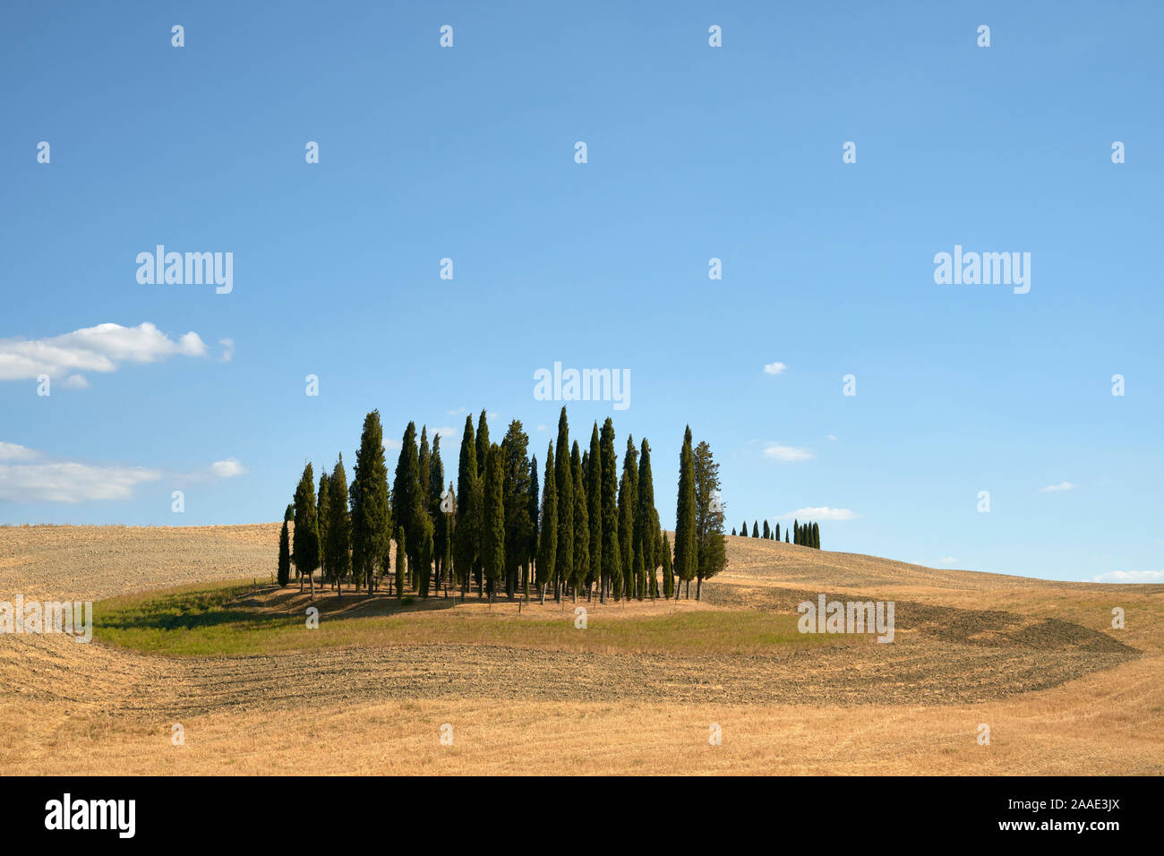 Cipressi di San Quirico d'Orcia/die Zypressen von San Quirico d'Orcia Tal - Sommer Landwirtschaft Landschaft der Toskana Italien - Toskana Stockfoto