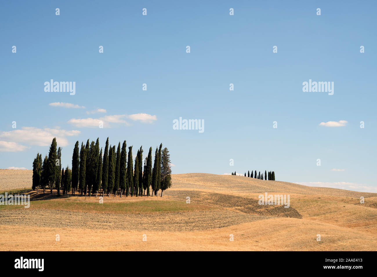 Cipressi di San Quirico d'Orcia/die Zypressen von San Quirico d'Orcia Tal - Sommer Landwirtschaft Landschaft der Toskana Italien - Toskana Stockfoto