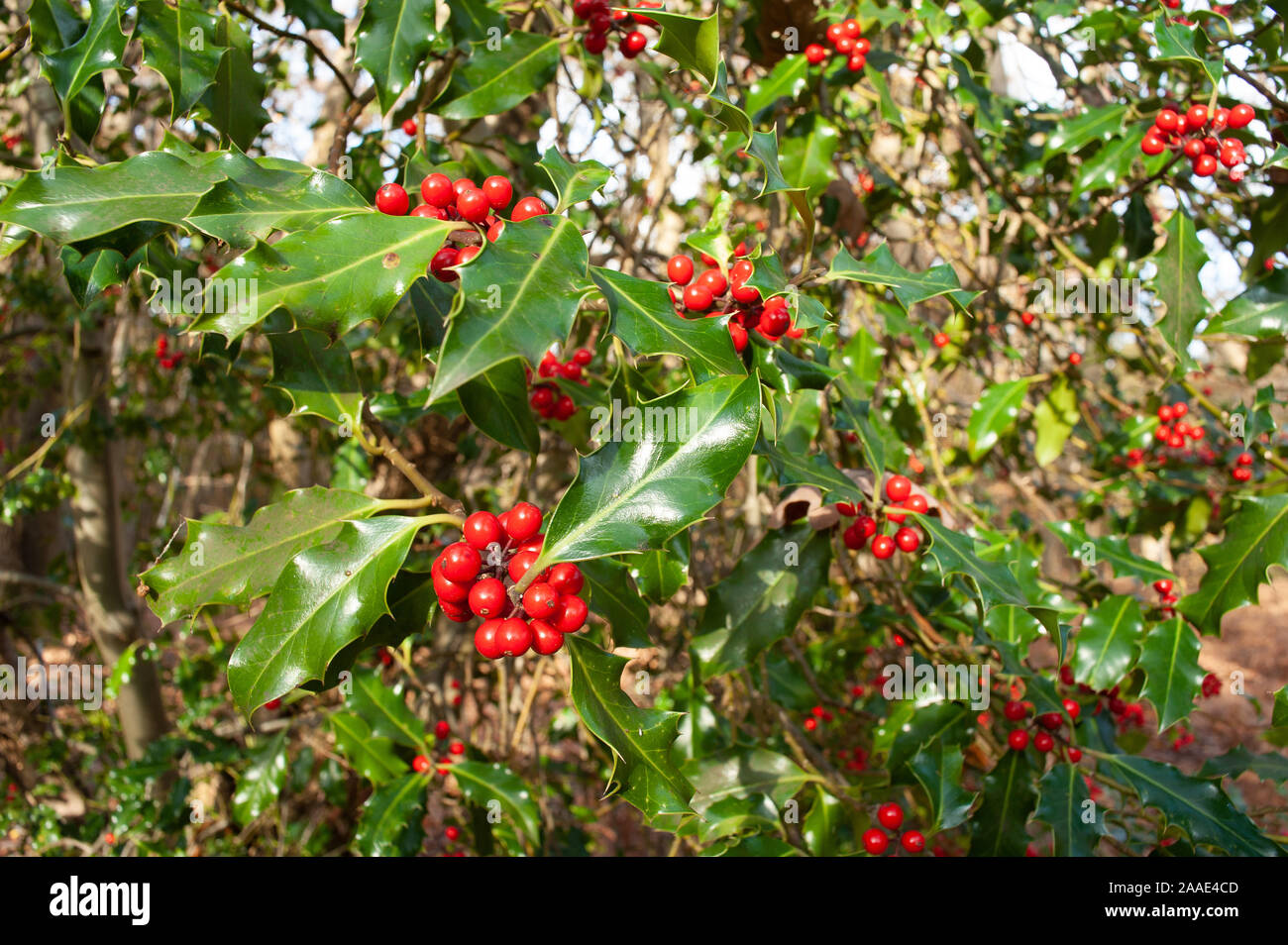 Üppige reife leuchtend rot wild Holly Tree, Ilex aquifolium, Beeren eine große Quelle von Nahrung und Schutz für Wildtiere und Vögel im Winter Stockfoto